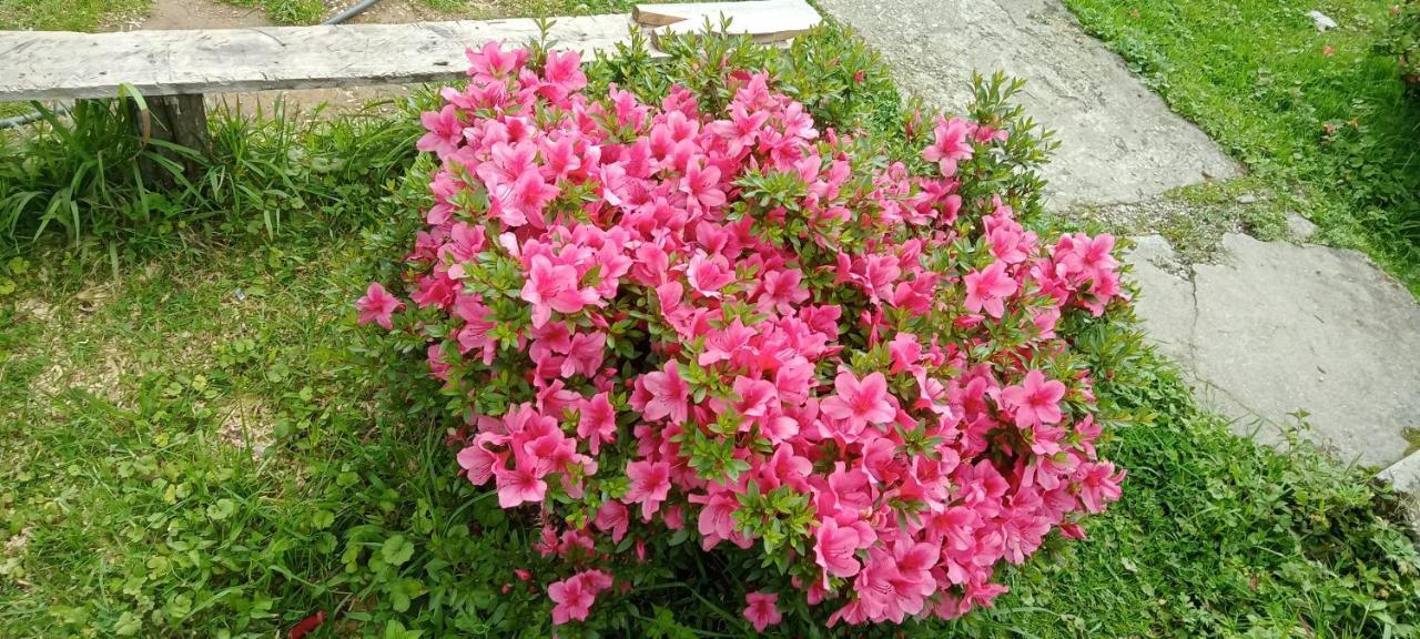 Greenery Homestay Darjeeling  Ruang foto
